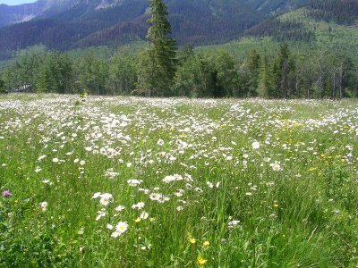 Field of Daisies.